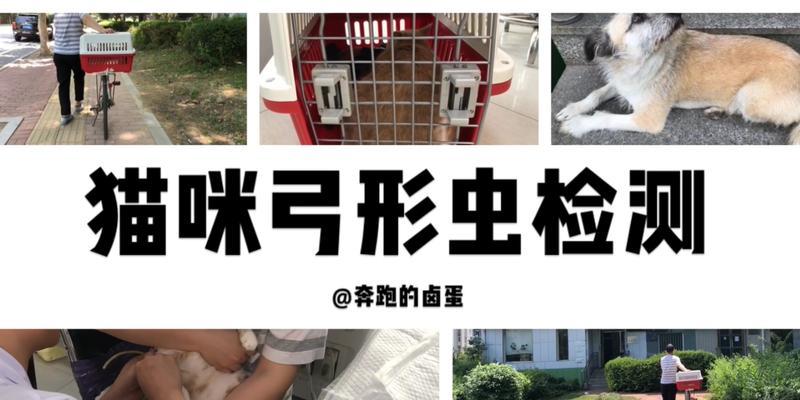 猫得弓形虫治疗时间及方法详解（了解猫得弓形虫后如何正确治疗，关注猫咪健康）