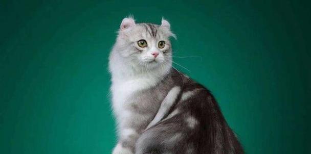 探索小型宠物猫的魅力（小型宠物猫的种类与特点，给你带来无尽欢乐）