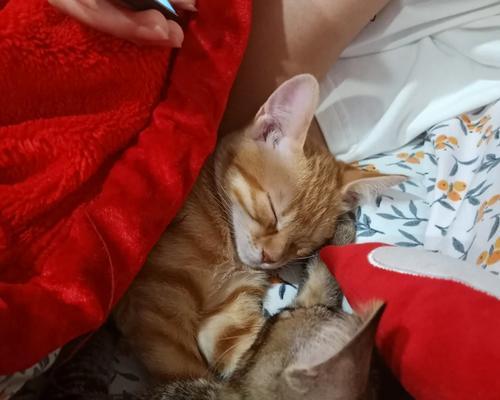 每天跟猫咪玩多久才是适合的？（探索猫咪游戏时间的黄金规律）