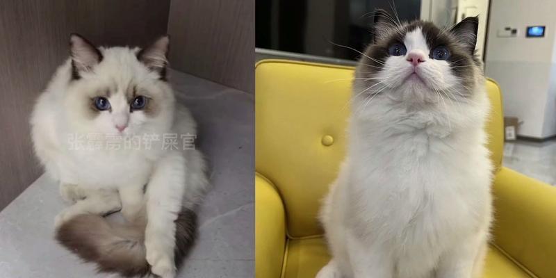探究布偶猫成年后依然保持短毛的原因（布偶猫毛发变化的奥秘和特殊情况解析）