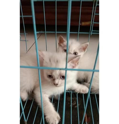 解析猫癣护理的关键（猫癣治疗中的洗浴方法和注意事项）