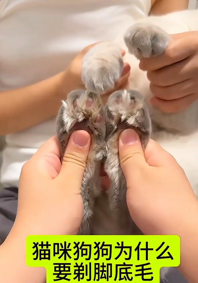 猫咪剃毛后需要多久才能长出来？（猫咪剃毛周期与影响因素解析）