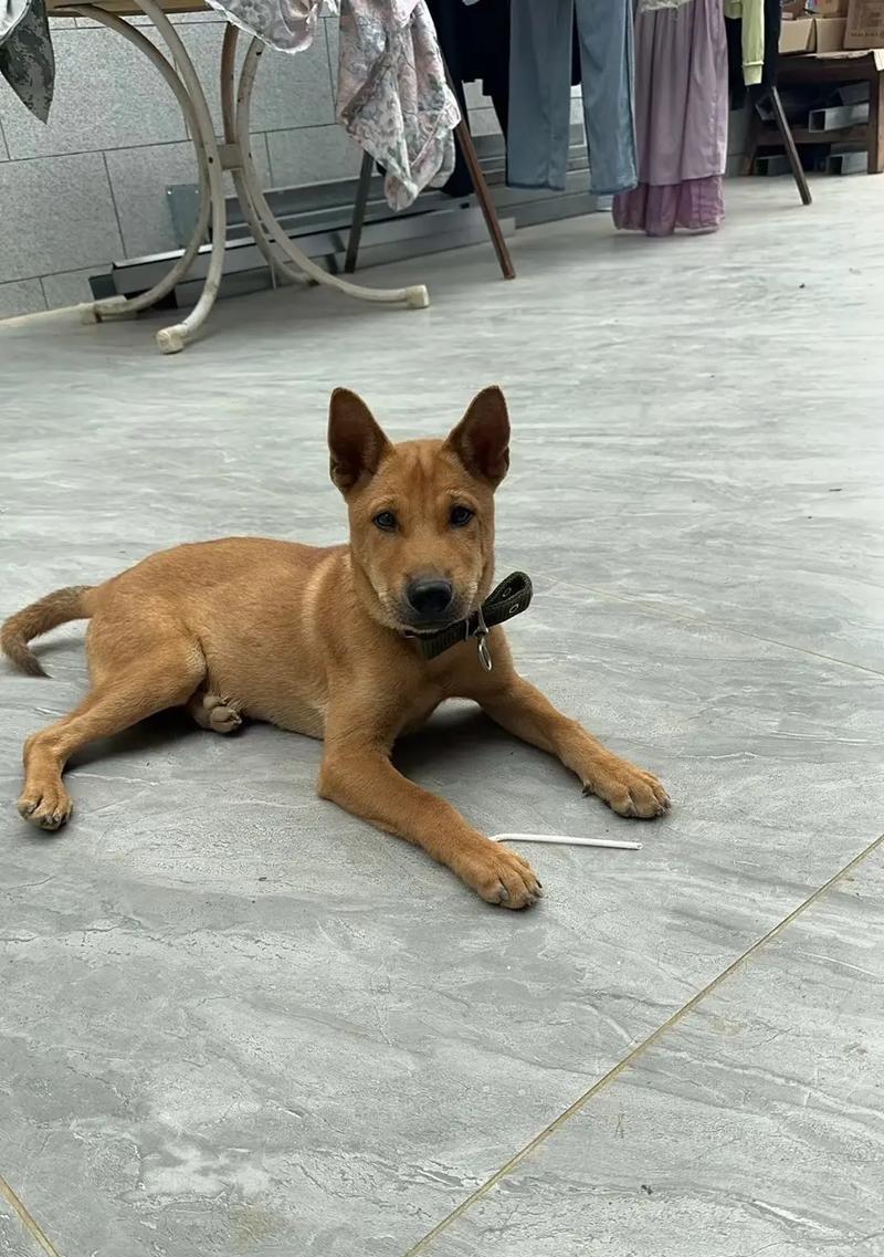 中华田园犬的成长周期及关键因素（探索中华田园犬生长的时间和影响因素）