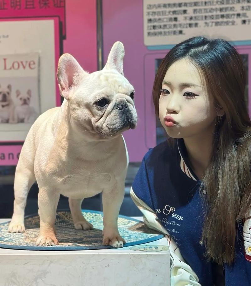 如何科学喂养法国斗牛犬，让它健康快乐地成长（关键知识和方法，帮你成为合格的法斗父母）