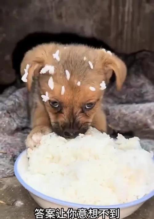 狗狗能吃米饭吗？（米饭对狗狗的营养价值和适量食用）