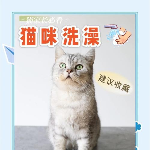 猫咪洗澡频率的正确选择（了解如何正确护理猫咪的皮肤与毛发）