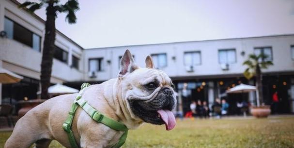 小型犬的种类和特点（探索不同种类小型犬的个性与特征）