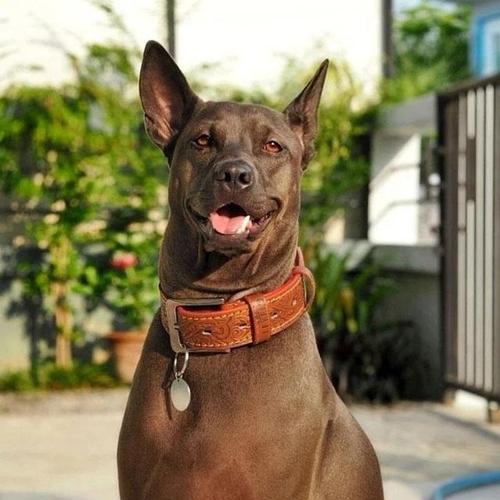 盘点45种名犬狗狗，了解这些可爱伙伴