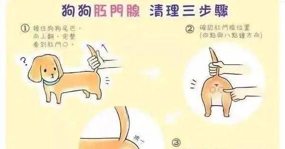 狗屁眼挤压频率对犬健康的影响（探讨狗屁眼挤压频率对犬健康的重要性与建议）