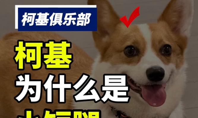 养柯基的痛与乐（只有养过的人才知道的柯基魅力）