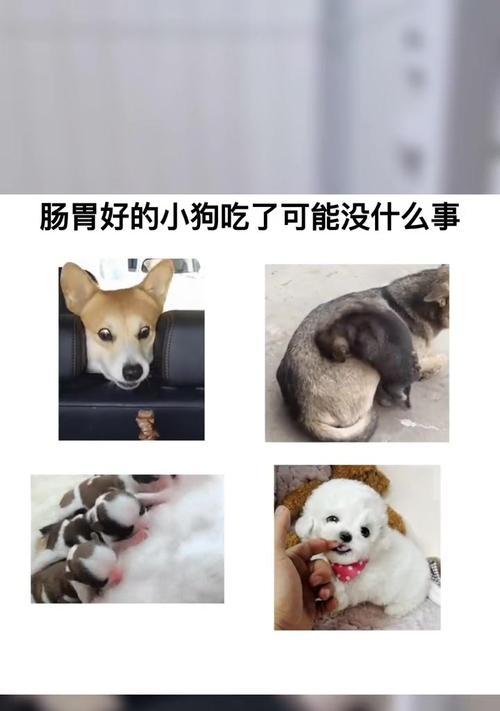 小狗吃多了多久有反应（关于小狗饮食过量的常见反应和应对方法）