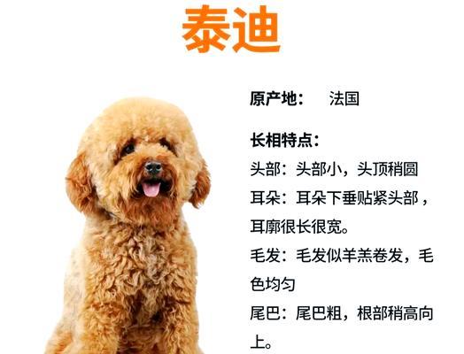 泰迪犬的寿命及相关健康问题（泰迪犬平均寿命和如何延长其生命周期）