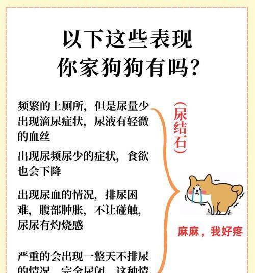 狗狗结石症状大揭秘！（了解狗狗结石的常见症状，预防与治疗从现在开始！）