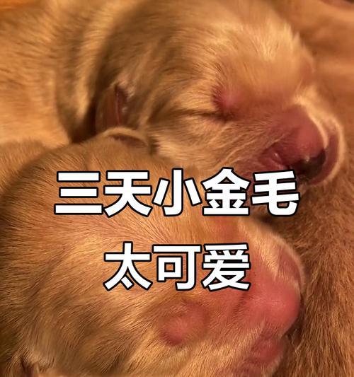 金毛犬出生多久睁眼？（探究金毛犬睁眼的时间和原因）