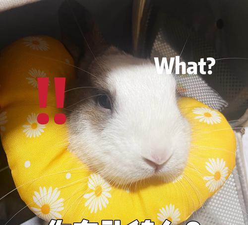 兔子绝育的好处与选择兔子医生的方法（了解兔子绝育的益处与如何找到合适的兔子医生）