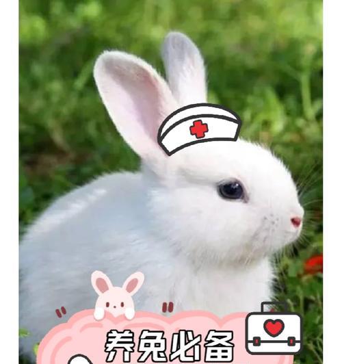 兔子耳螨的清理方法（掌握清除兔子耳螨的正确步骤）