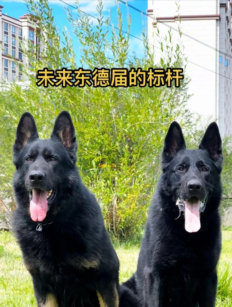 东德牧羊犬与西德牧羊犬（解读德国牧羊犬的两大流派，以及这些城市取消禁养德牧的原因）