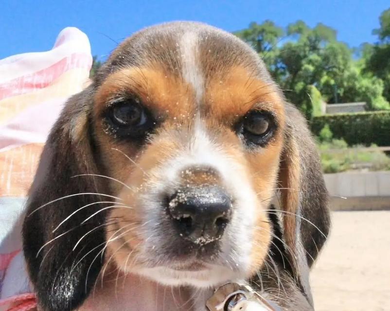 比格犬的生长周期及成年时间（揭秘比格犬从幼犬到成年所需的时间）