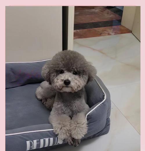 如何鉴别泰迪犬的纯种性？（探寻纯种泰迪犬的六大特征）