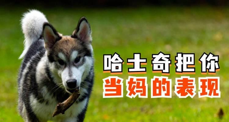 狗狗的行为证明了它对你的感情，别再质疑它对你的爱（母性的细节和表达方式，揭示了狗狗已将你视为妈妈）