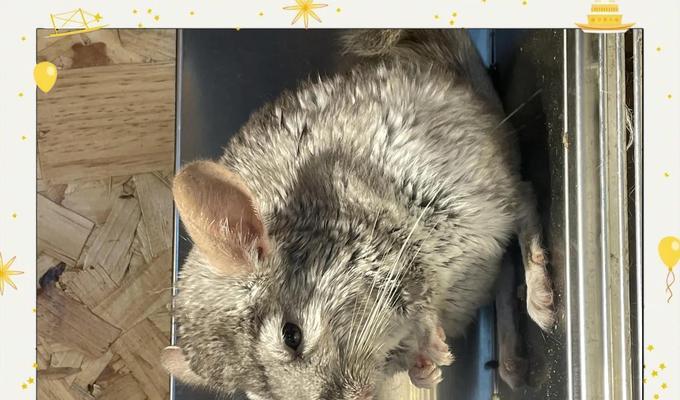 龙猫宠物养护之放风时间掌握（龙猫放风的时间、频率和注意事项一览）