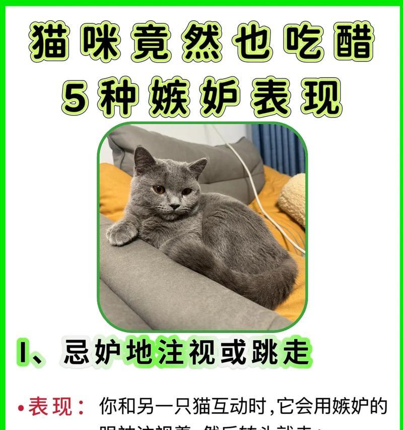 养猫的必备物品和经济开销详解（以养猫需要勤换的物品及月度开销一览）