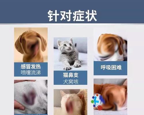 猫感冒原因检查解析——保护你的爱猫免受病毒侵袭（了解猫感冒的成因，从检查入手，提前预防！）