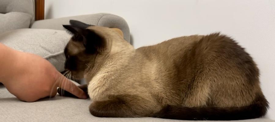 猫的七种无聊表现及如何让它们觉得有趣（解读猫咪无聊时的行为，为你的宠物带来欢乐与乐趣！）