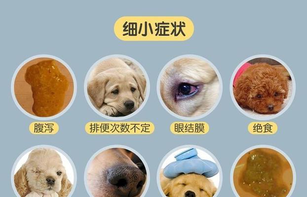 狗感冒和发烧的症状及处理方法（了解你的狗是否生病，）