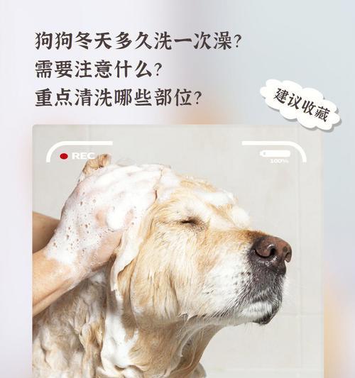 狗狗粪检的频率如何确定？（探讨狗狗粪检的最佳时间间隔）