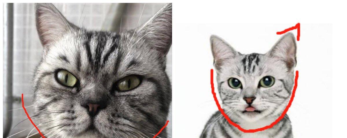 美短猫vs英短猫（探索两种短毛猫的不同之处，让你做出更明智的选择）