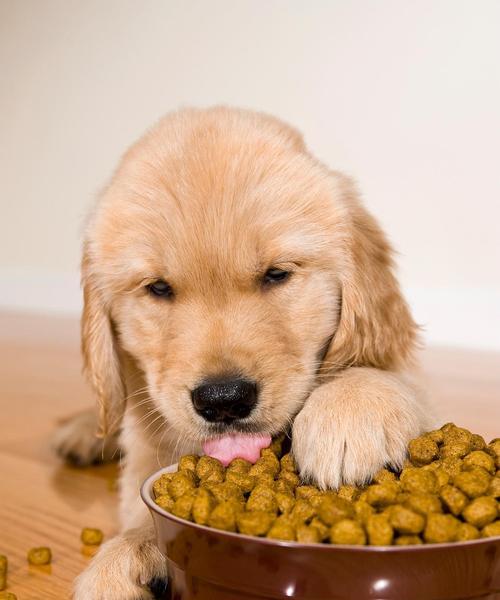 狗的饮食——哪些肉类适合狗吃？（一份详尽指南告诉你哪些肉类是狗的最佳饮食选择）