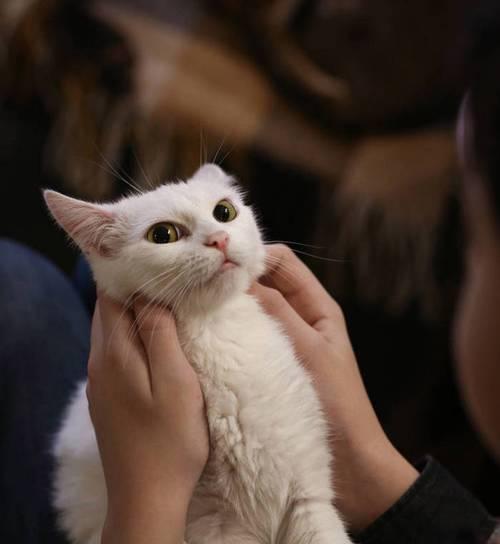 猫咪的保护使人类更健康快乐（探讨猫咪对人类身心健康的积极影响）