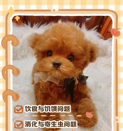 泰迪不吃东西的原因及处理方法（探究泰迪不吃东西的可能原因和针对性解决方案）