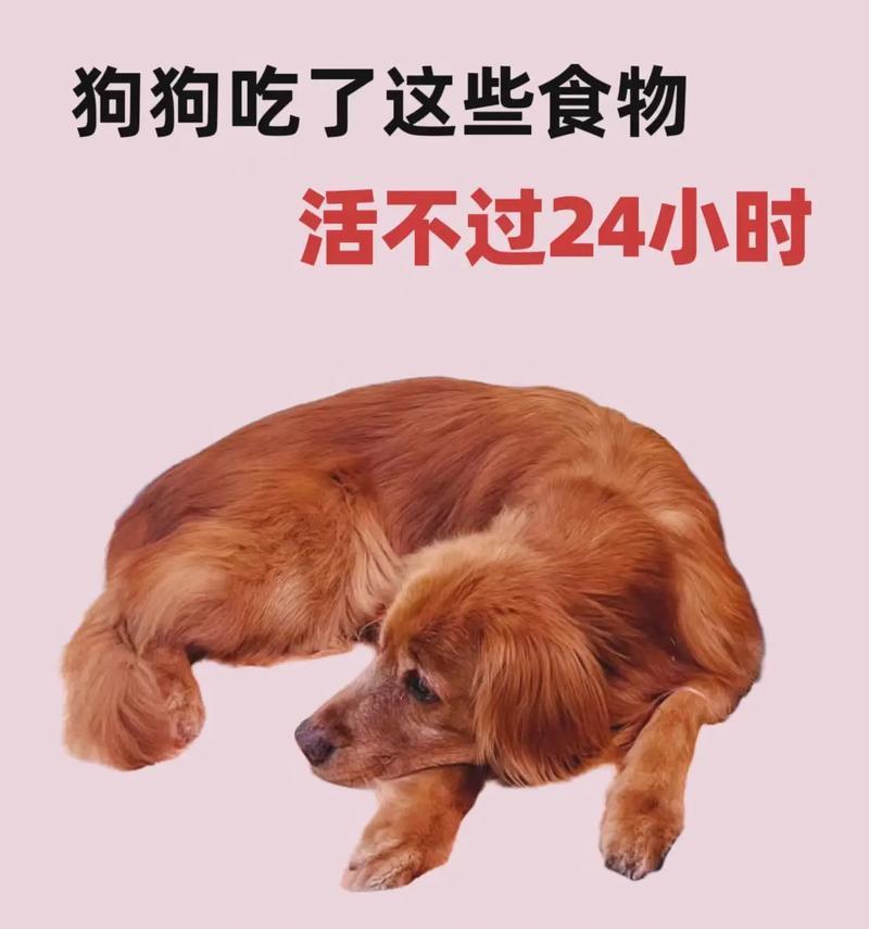 幼犬多久不吃东西的原因及处理方法（探究幼犬不吃东西的时间长短及解决方案）