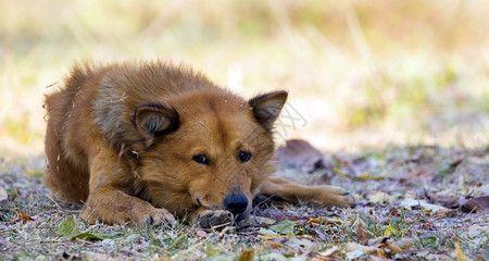 探索大型棕色犬的特点与魅力（了解大型棕色犬的品种、性格和饲养要点）
