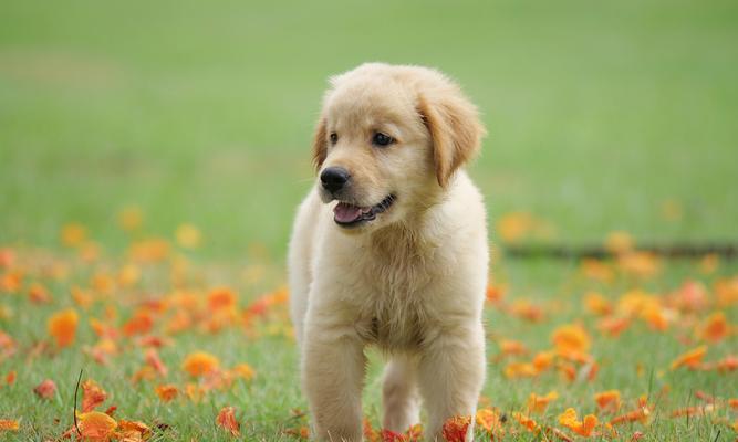 细小犬病，如何妥善照顾患病的爱犬？