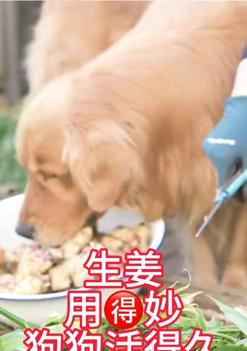 延长狗狗寿命的关键因素及方法（如何让你的狗狗活得更久？）