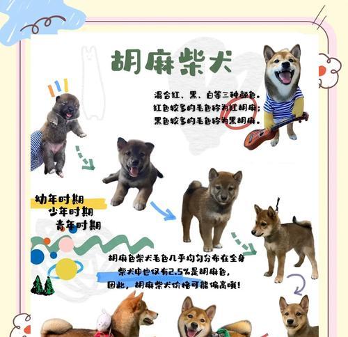 如何挑选一只纯种柴犬（教你如何买到不是串串的柴犬）