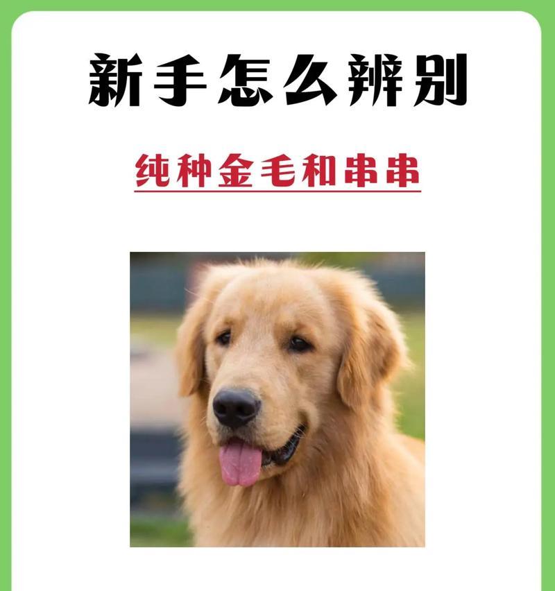 狗狗的感冒与犬瘟热（了解金毛的感冒与犬瘟热，保护宠物健康）