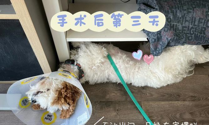狗狗绝育后多久能外出？（了解适当的康复期与活动安排）