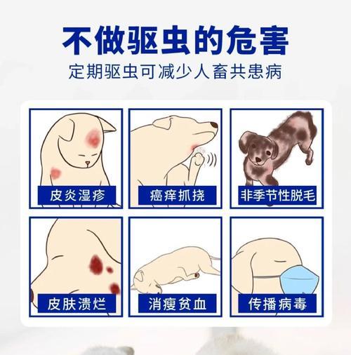 猫咪驱虫后何时可以进食（驱虫后多久猫咪可以正常进食）
