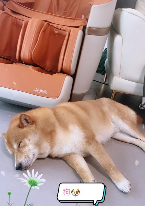 一岁的狗狗睡多久？（揭秘成年狗狗的睡眠需求）