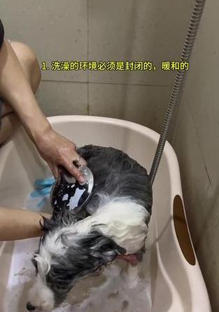 边牧冬季洗澡频率的选择（冬季洗澡频率对边牧健康的影响）