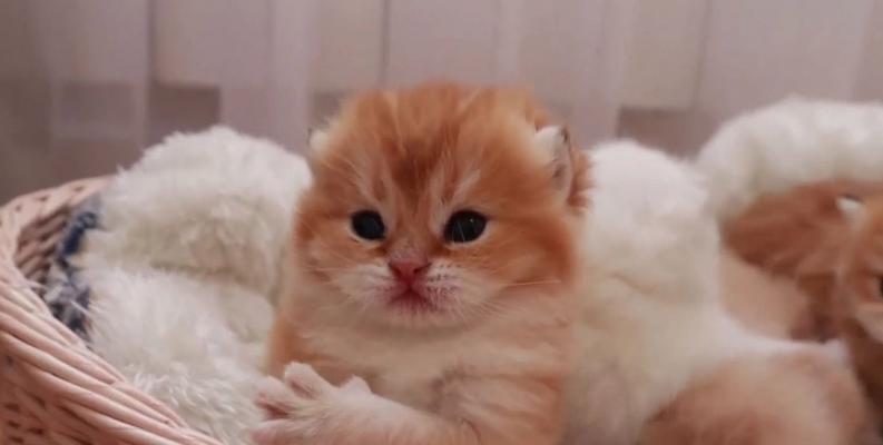小猫几天能睁眼？好养吗？（了解小猫眼睛睁开的时机及如何照顾）