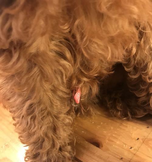 泰迪犬的经期持续时间究竟有多长？（解密泰迪犬的生理周期及影响因素）