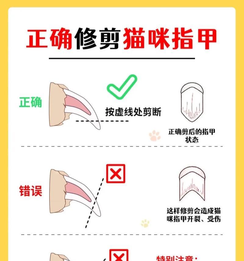 猫咪剪指甲技巧与流血处理方法（正确剪指甲的位置与自愈能力）
