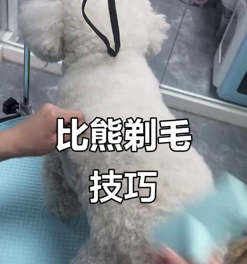 如何为你的比熊剃完毛后进行造型？（掌握比熊剃毛后的造型技巧，让你的宠物焕然一新）