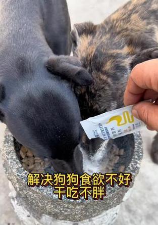幼犬食欲不好，应及时采取措施（找出原因并解决问题，让幼犬恢复食欲）