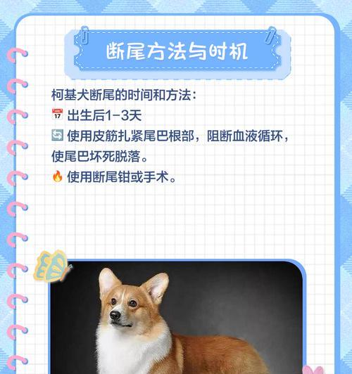 柯基断尾现象的持续时间研究（揭示柯基皮筋断尾现象的时间长度及关键因素）